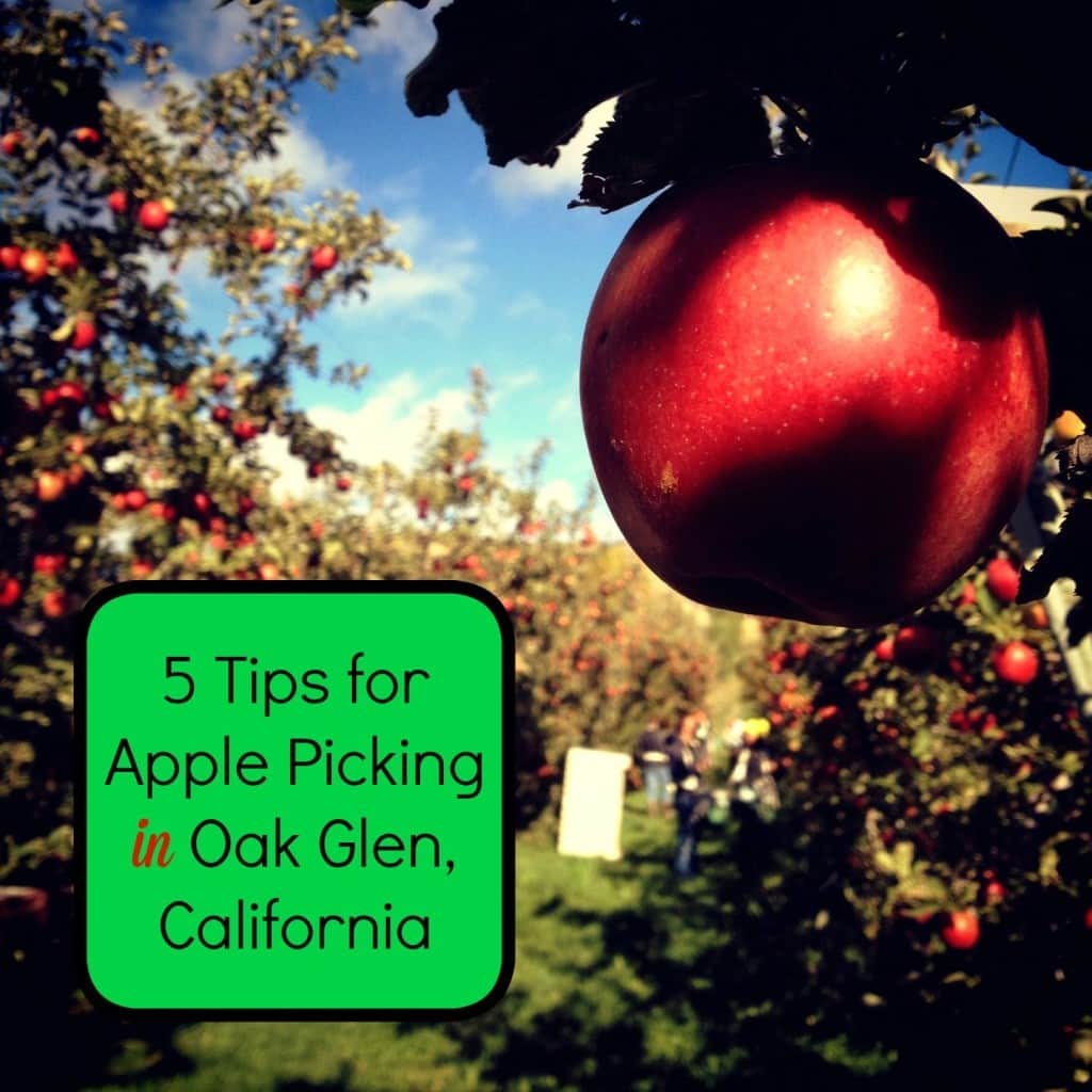 5 Tips For Apple Picking In Oak Glen California SoCal Field Trips