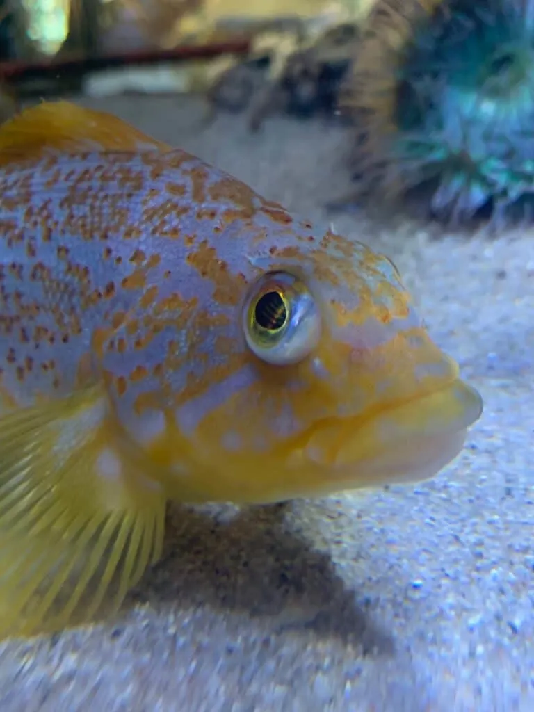 A fish at Cabrillo Marine Aquarium in San Pedro