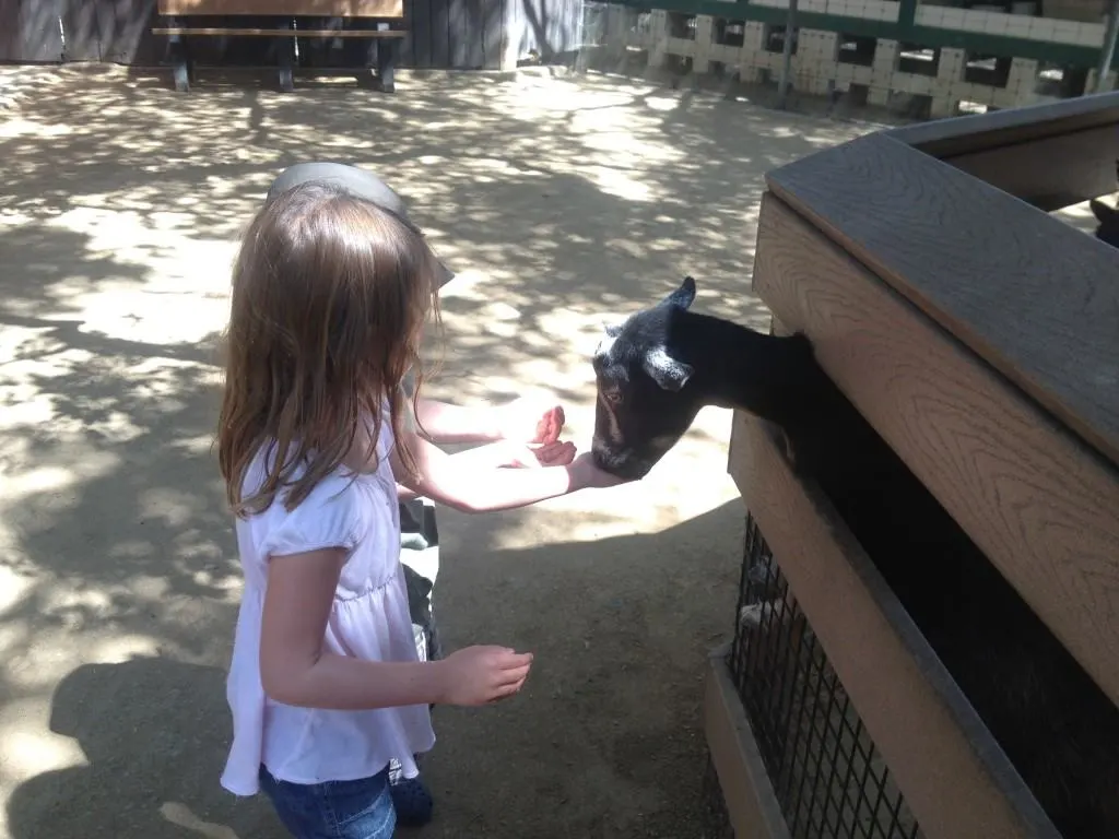 The Orange County Zoo is a small 8-acre zoo located within the 477-acre Irvine Regional Park in the city of Orange, California. The zoo is mainly home to animals and plants that are native to the Southwestern United States. The zoo offers excellent field trips for students starting at only $3 per person.