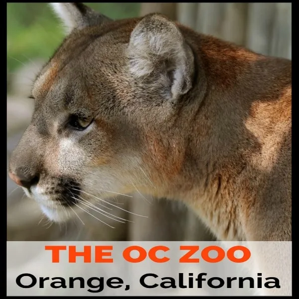 The Orange County Zoo is a small 8-acre zoo located within the 477-acre Irvine Regional Park in the city of Orange, California. The zoo is mainly home to animals and plants that are native to the Southwestern United States. The zoo offers excellent field trips for students starting at only $3 per person.