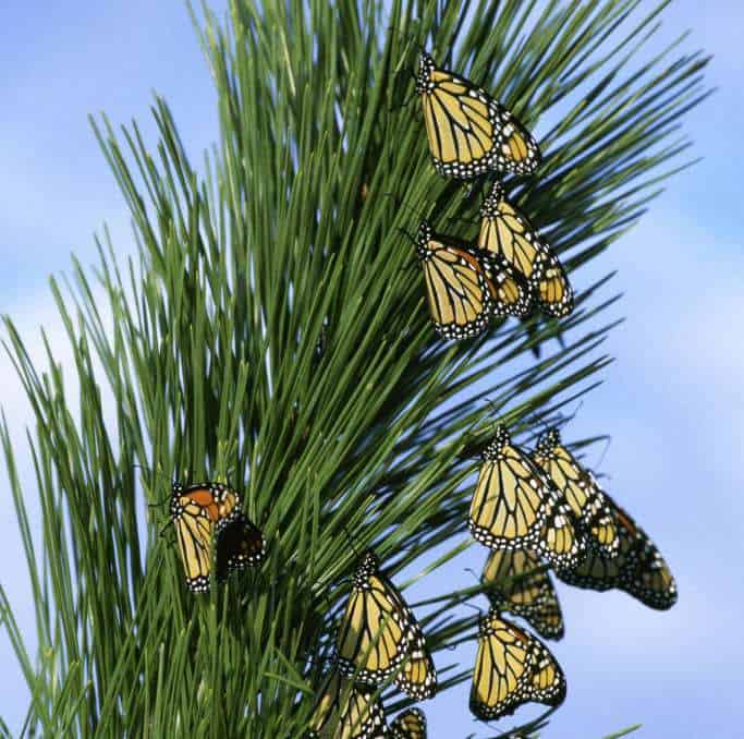 Do you love to watch butterflies in their natural habit? Then check out this list of 30+ parks, butterfly sanctuaries and nature playgrounds in Southern California where you can watch Monarch Butterflies migrate from California to Mexico every winter.