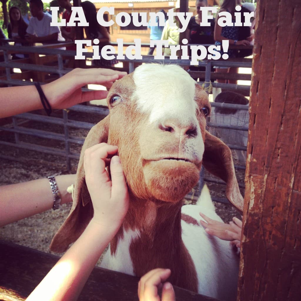 Are you looking for a unique field trip for your homeschool group or classroom? Then check out the LA County Fair's Field Trip Program! The best part is that admission and parking is free for any public, private or homeschooler in preschool – high school. Teachers and chaperones are free as well.