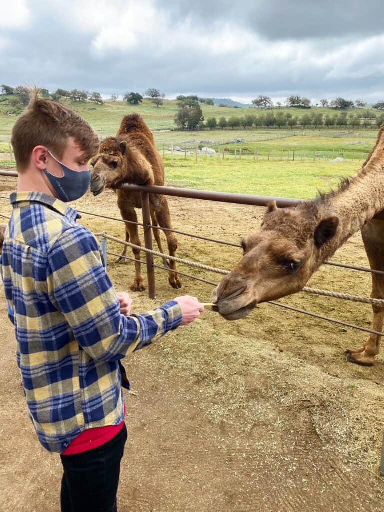 Camel Farm San Diego