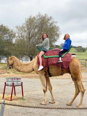 Camel Rides Ramona