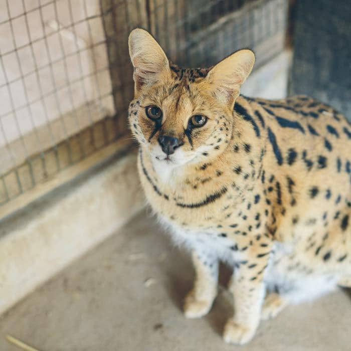 Rancho Las Palmas Wildlife Foundation is a small non-profit wildlife rescue located on a very large open-air property in the foothills of Orange County, California. They host educational tours and field trips throughout the year.