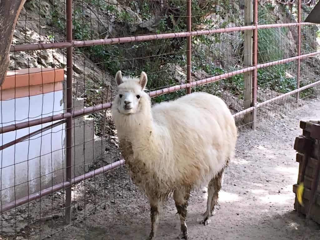 Rancho Las Palmas Wildlife Foundation is a small non-profit wildlife rescue located on a very large open-air property in the foothills of Orange County, California. They host educational tours and field trips throughout the year.