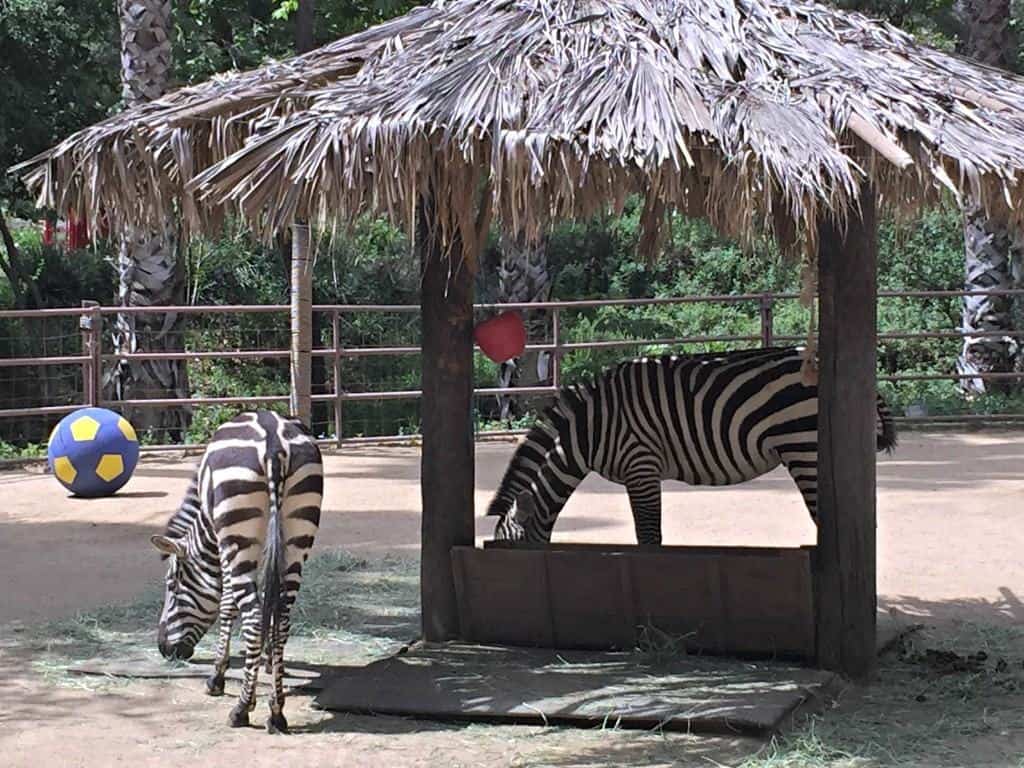 Rancho Las Palmas Wildlife Foundation is a small non-profit wildlife rescue located on a very large open-air property in the foothills of Orange County, California. They host educational tours and field trips throughout the year.