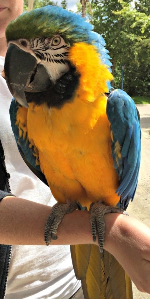 Rancho Las Palmas Wildlife Foundation is a small non-profit wildlife rescue located on a very large open-air property in the foothills of Orange County, California. They host educational tours and field trips throughout the year.