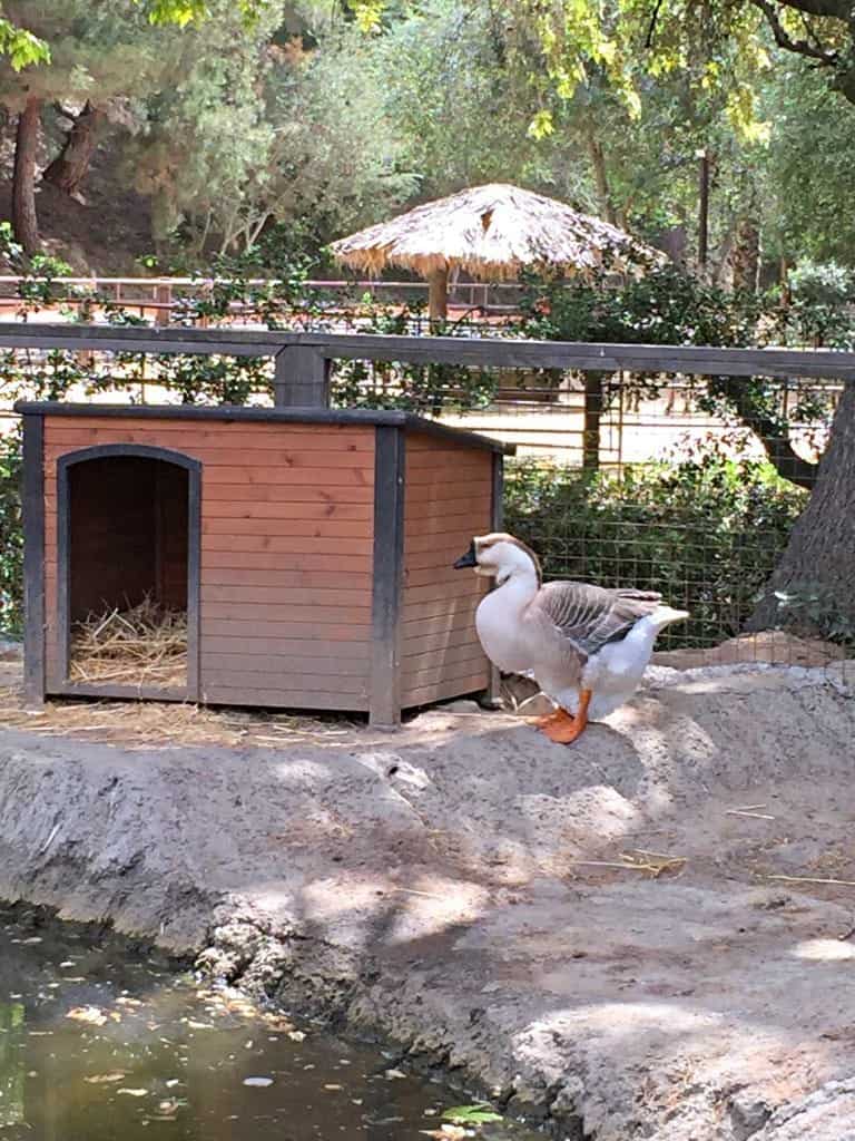 Rancho Las Palmas Wildlife Foundation is a small non-profit wildlife rescue located on a very large open-air property in the foothills of Orange County, California. They host educational tours and field trips throughout the year.