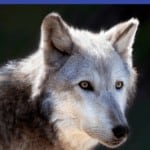 Are you an avid animal lover? Check out this list of where to see and learn about wolves in Southern California. There are many wolf sanctuaries open to the public in Los Angeles all the way down to San Diego.