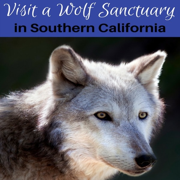 Are you an avid animal lover? Check out this list of where to see and learn about wolves in Southern California. There are many wolf sanctuaries open to the public in Los Angeles all the way down to San Diego, and beyond.
