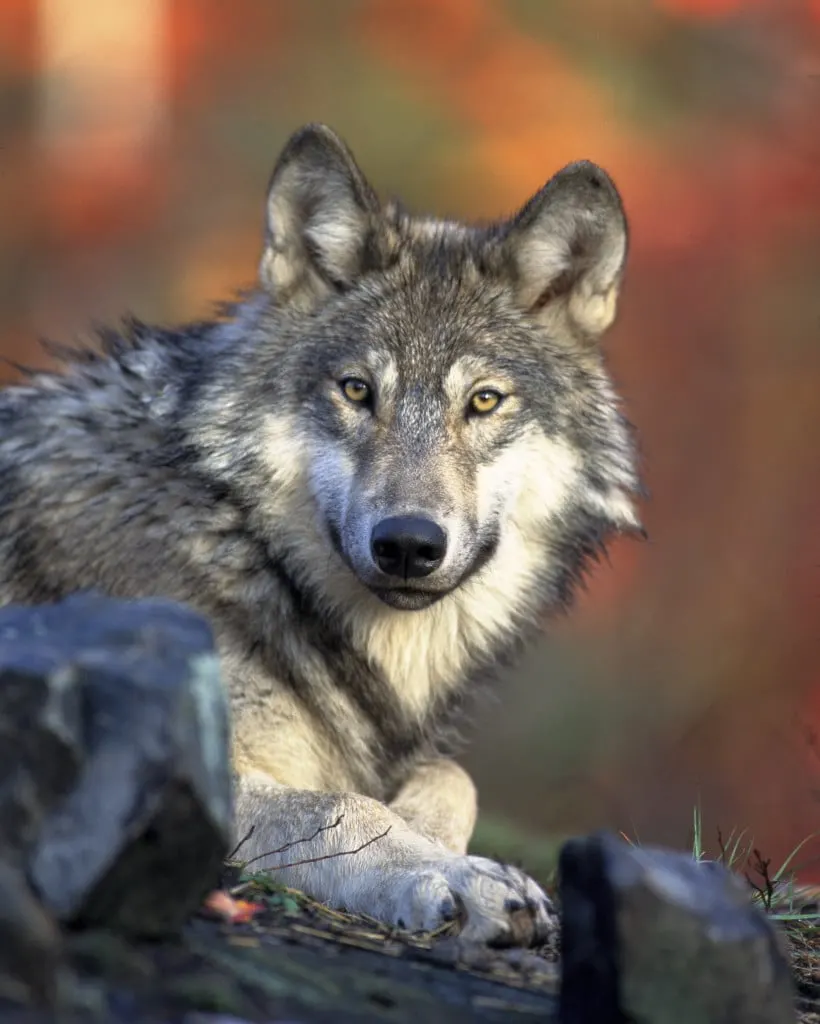 Are you an avid animal lover? Check out this list of where to see and learn about wolves in Southern California. There are many wolf sanctuaries open to the public in Los Angeles all the way down to San Diego, and beyond.