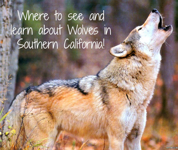 Visit a Wolf Sanctuary in Southern California - SoCal Field Trips