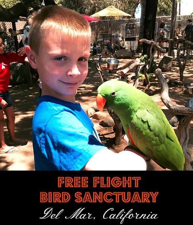 Admission to Free Flight Bird Sanctuary in Del Mar is $5 for adults and $2 for children.   Free Flight Bird Sanctuary also offers field trips for homeschoolers, school groups, summer camps and scout troops year around.  They cost $7 per person.