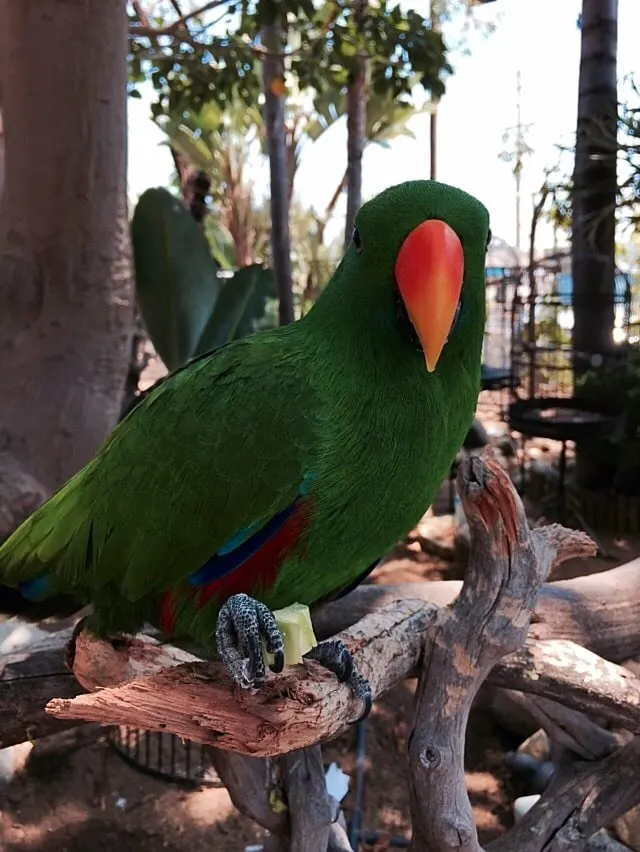 Admission to Free Flight Bird Sanctuary in Del Mar is $5 for adults and $2 for children.   Free Flight Bird Sanctuary also offers field trips for homeschoolers, school groups, summer camps and scout troops year around.  They cost $7 per person.