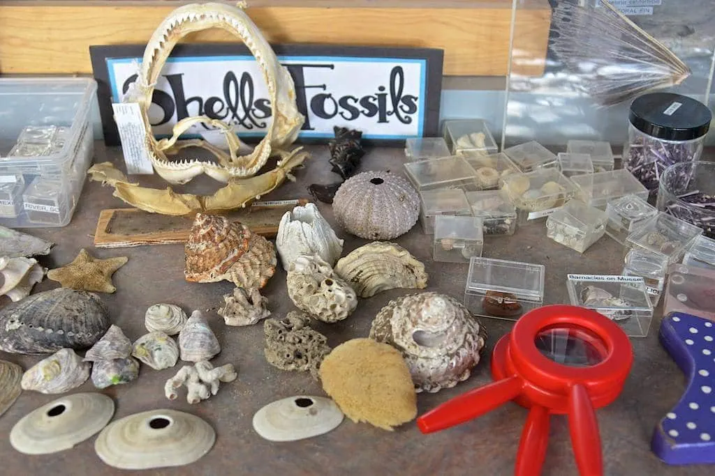 Attend the FREE Robotics By The Sea Event at The Cabrillo Aquarium on August 15!