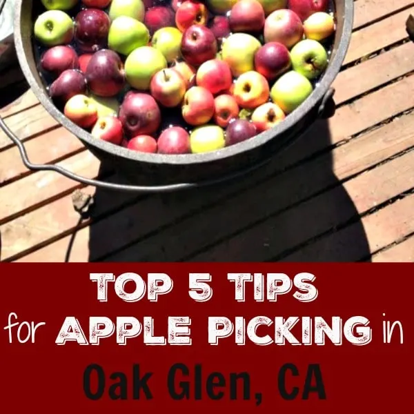 Are you looking for a unique place to take your family this fall? Check out Oak Glen’s Apple Picking Season in Oak Glen, California. The season officially kicks off over Labor Day weekend and runs now through Thanksgiving weekend. The apple crop is good this year and the majority of farms officially start welcoming visitors in September.
