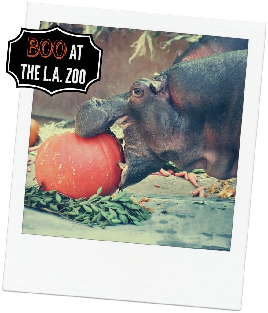 BOO AT THE L.A. ZOO in October 2015
