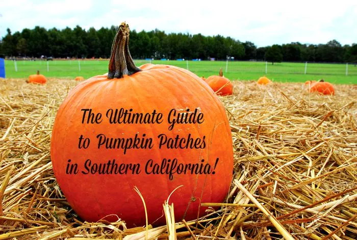 Your complete guide to 30+ Pumpkin Patches in Southern California, all the way from Santa Barbara to San Diego.