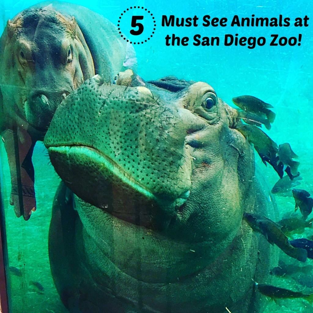 5 Must See Animals at the San Diego Zoo