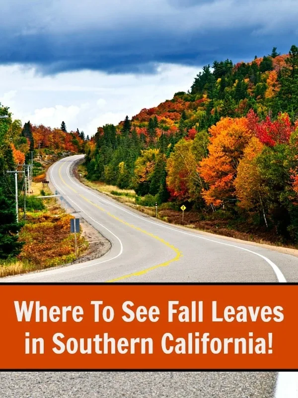 Where To See Fall Leaves in Southern California