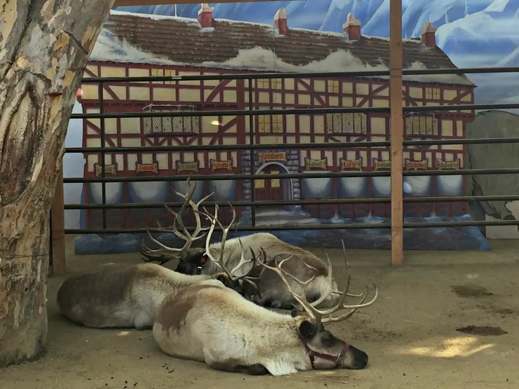 At LA Zoo's Reindeer Romp guests are invited to make the most of the season with a full day of fun and adventure at a great value highlighted by a visit with Noel, Belle, Velvet and Jingle in their wintry Reindeer Village home, the only place to view live reindeer in Los Angeles.
