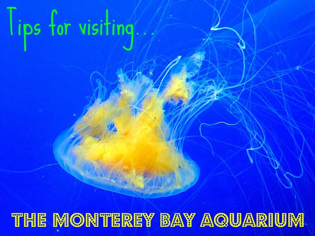 Tips for Visiting the Monterey Bay Aquarium