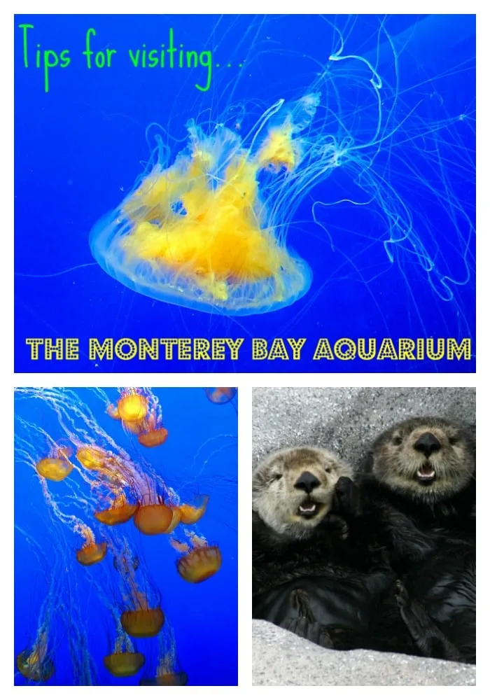 Monterey-Bay-Aquarium-Home-School-Day-and-Field-Trips-For-Students