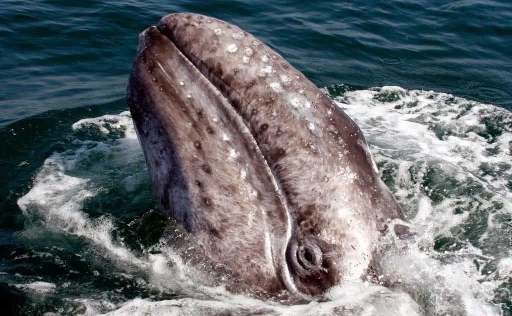 People see a whale while Whale Watching Newport Beach.