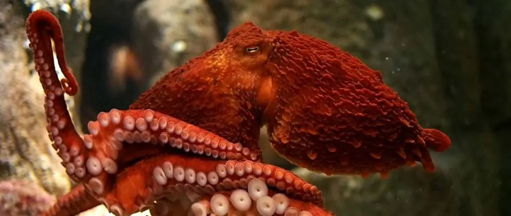 giant-pacific-octopus-at-the-monterey-bay-aquarium