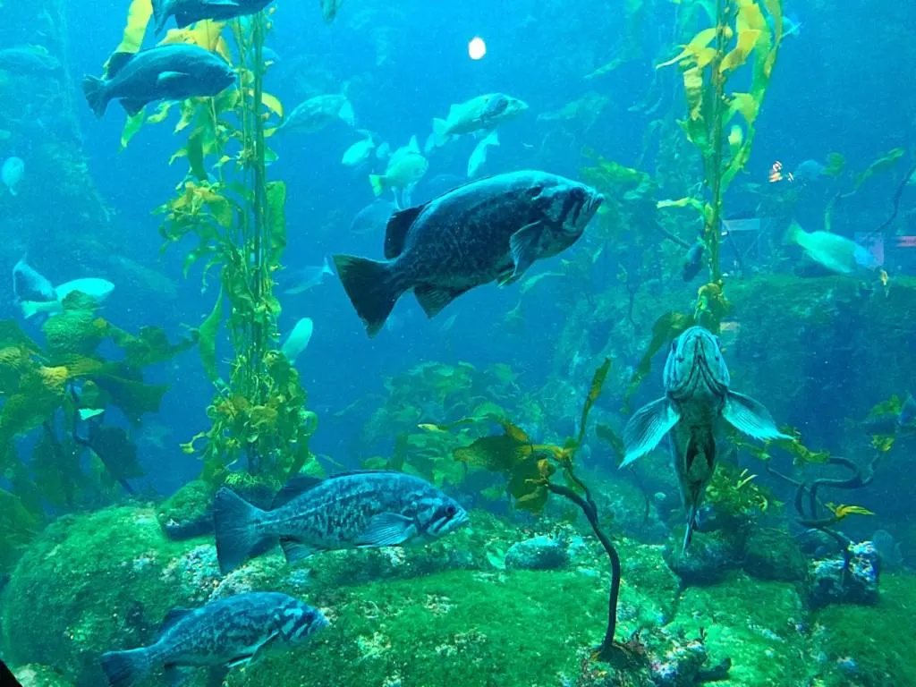 Tips for visiting the Monterey Bay Aquarium