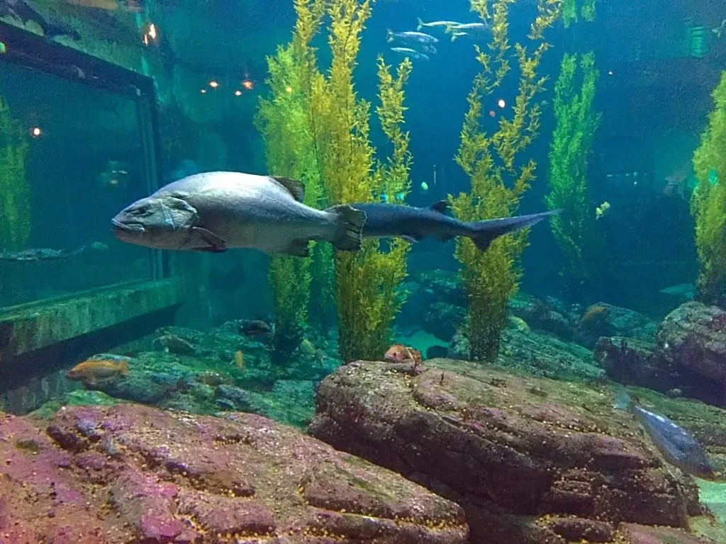 Tips for visiting the Monterey Bay Aquarium