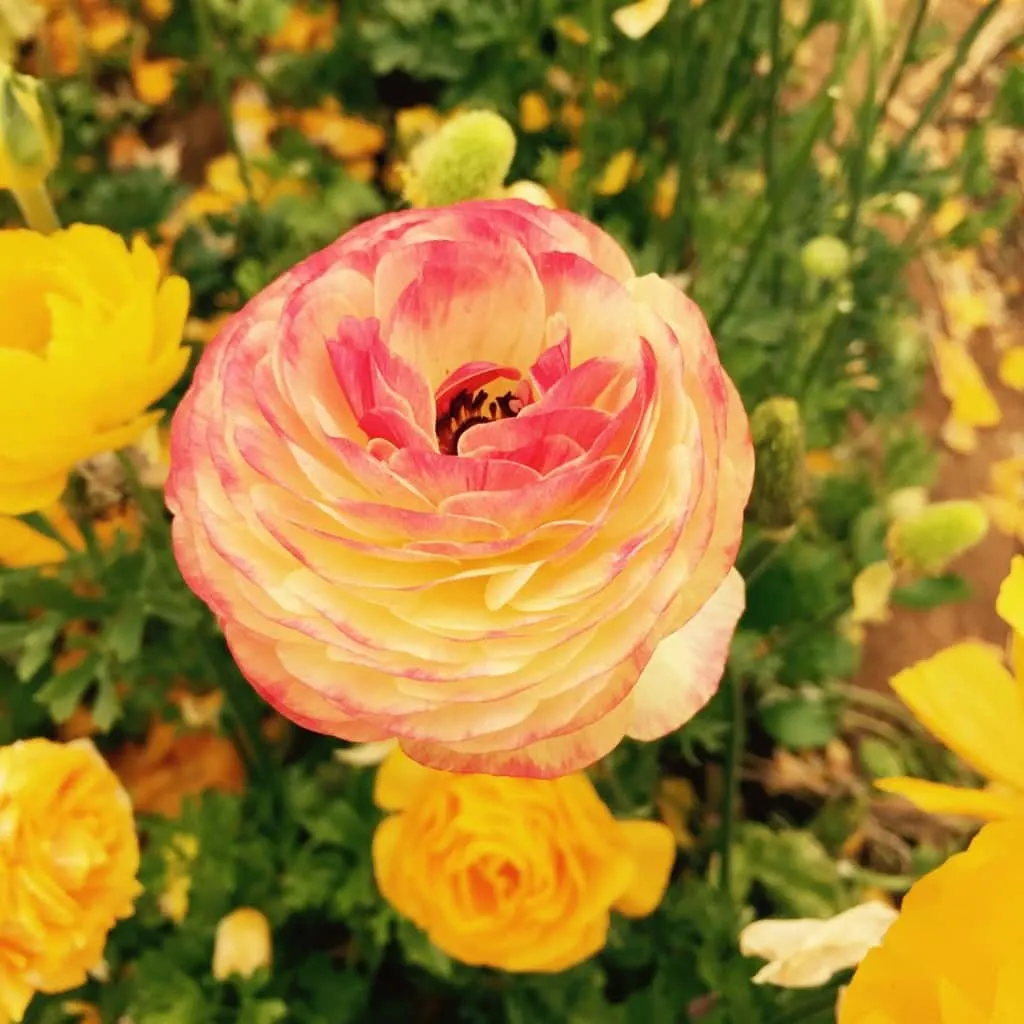 The nearly fifty acres of Giant Tecolote Ranunculus flowers that make up the Flower Fields in Carlsbad, California are in bloom every year from approximately early March through early May. 