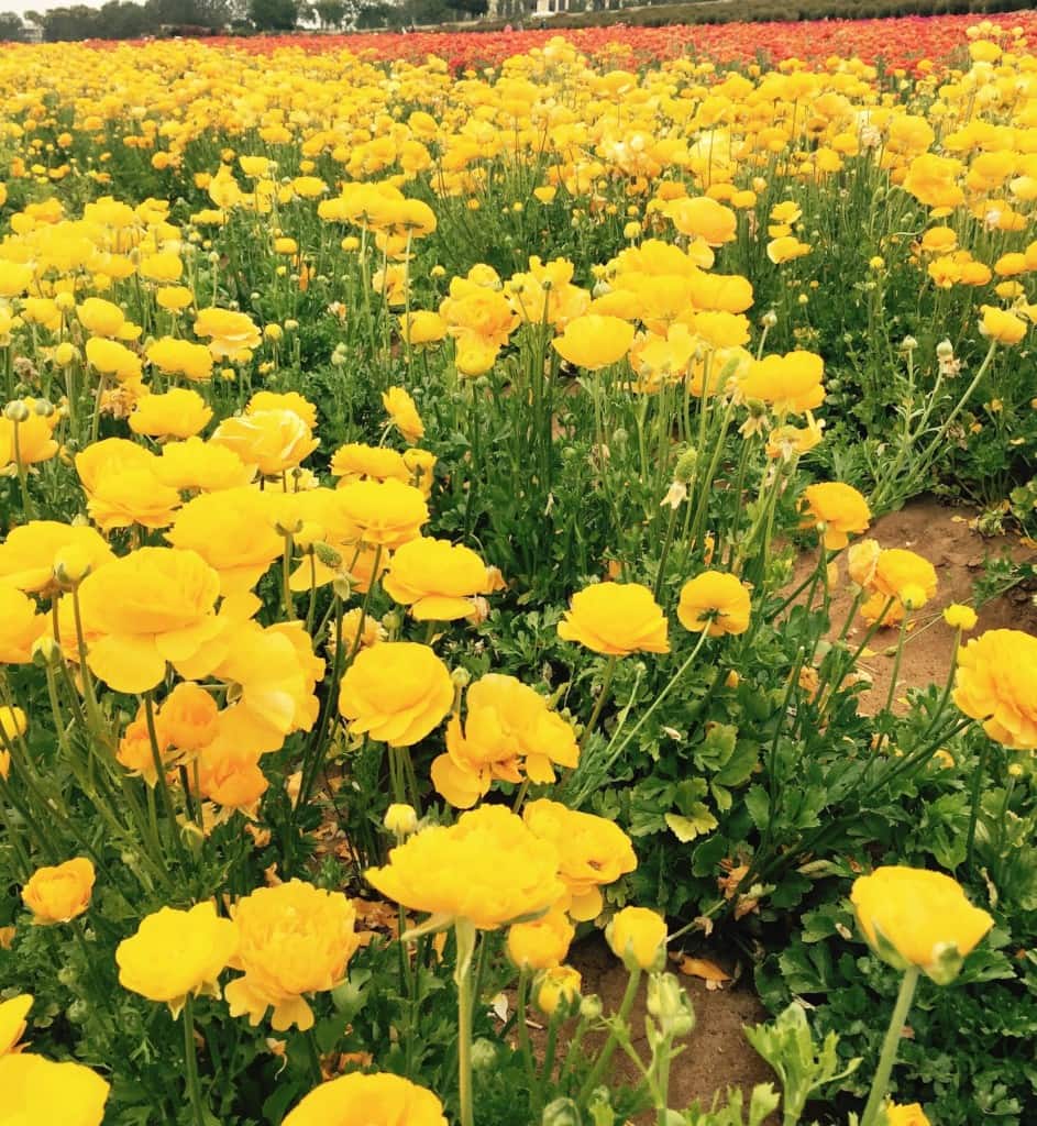 the nearly fifth acres of Giant Tecolote Ranunculus flowers that make up the Flower Fields in Carlsbad, California are in bloom every year from approximately March through early May.