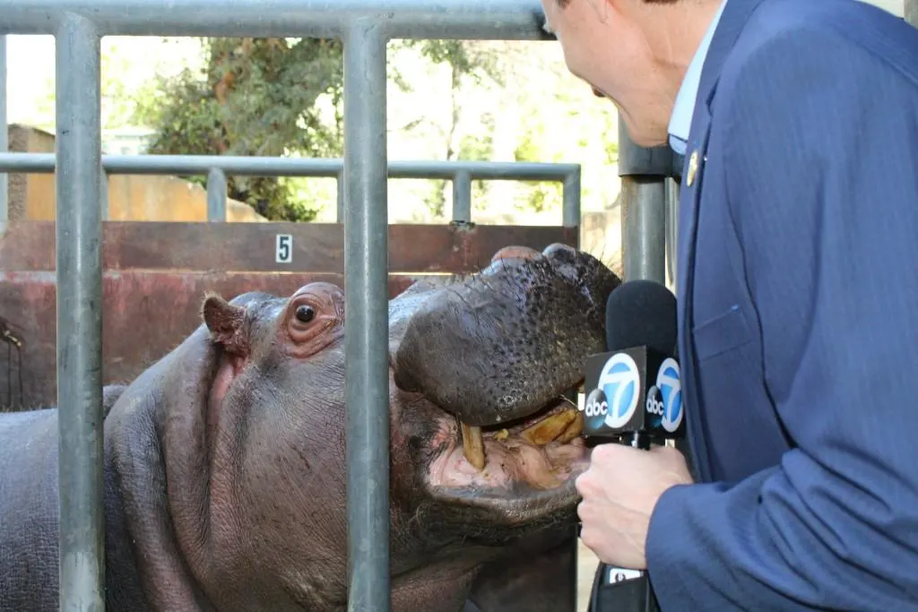 Behind The Scenes Hippo Encounter at The LA Zoo