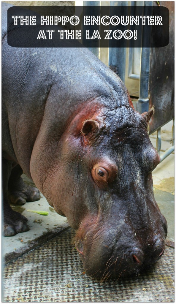 The Hippo Encounter at the Los Angeles Zoo costs $15 on top of the normal price of admission.
