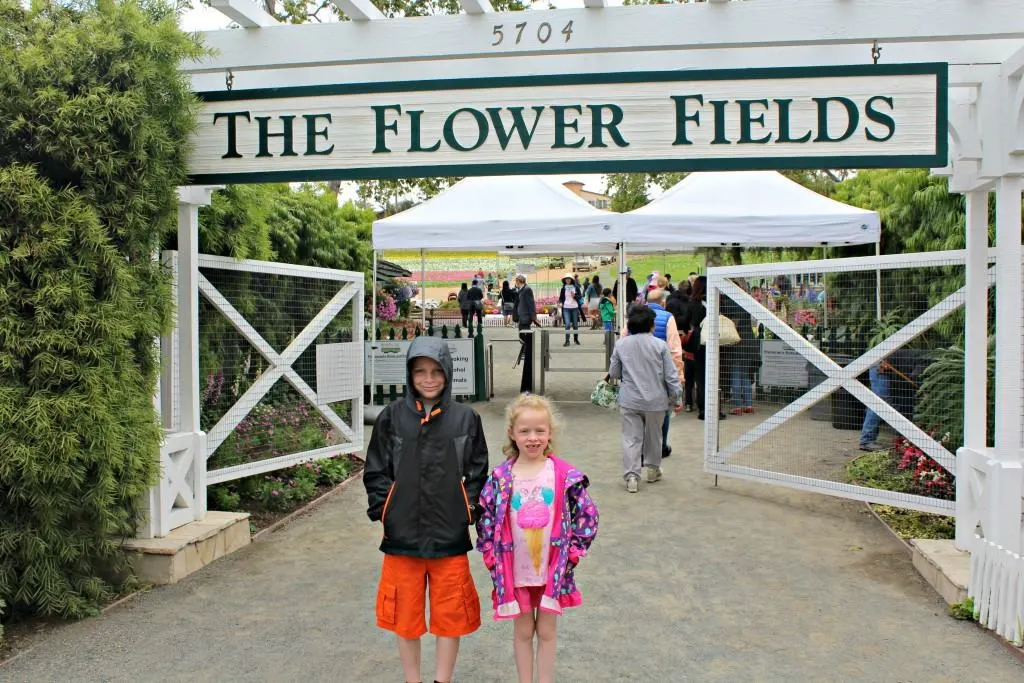 The-Flower-Fields-in-Carlsbad-are-open-March-May-every-year-7