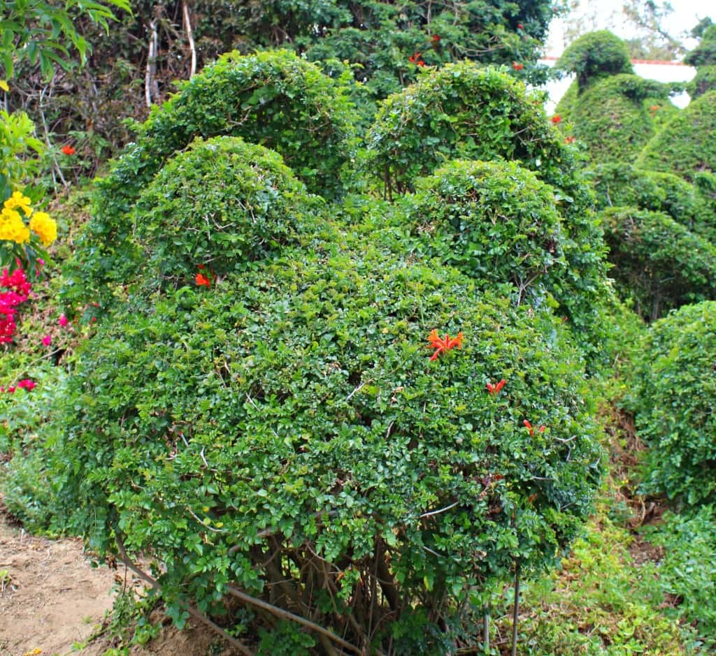 Edna Harper's Topiary Garden in San Diego is made of 50 or so whimsical characters including elephants, whales, a rooster, a bunny, and Mickey Mouse.