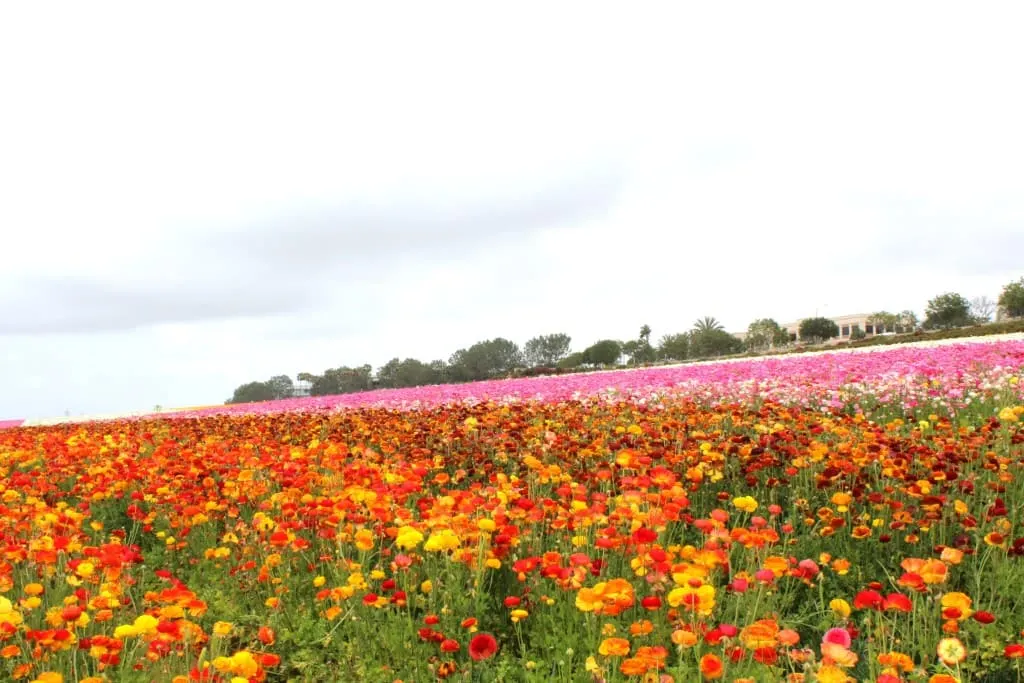 The-Flower-Fields-in-Carlsbad-are-open-March-May-every-year