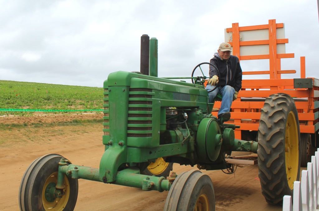 The-Flower-Fields-in-Carlsbad-are-open-March-May-every-year