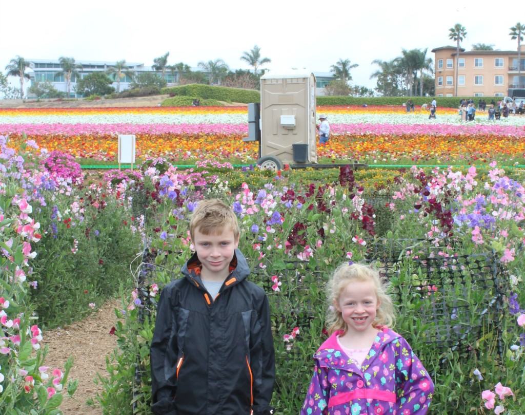 The-Flower-Fields-in-Carlsbad-are-open-March-through-May-every-year