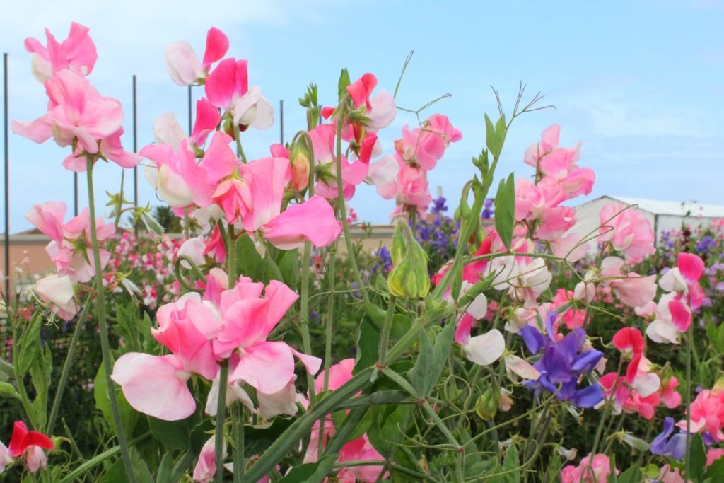 The-Flower-Fields-in-Carlsbad-are-open-March-through-May-every-year