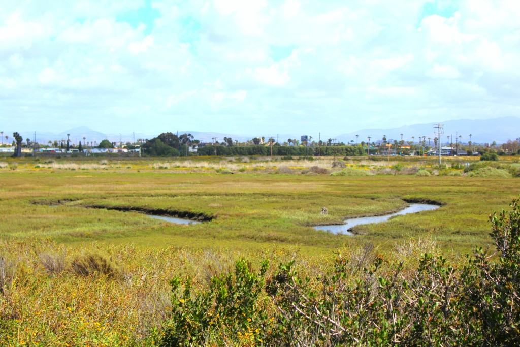 The Living Coast Discovery Center is a small zoo and aquarium educational facility located on the San Diego National Wildlife Refuge, Sweetwater Marsh Unit. The interactive nature center focuses on animals native to the San Diego Bay such as stingrays and sea turtles. They offer field trips for school groups, homeschoolers and scout troops all year round.