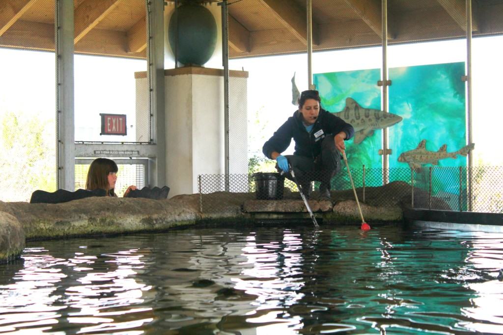 The Living Coast Discovery Center is a small zoo and aquarium educational facility located on the San Diego National Wildlife Refuge, Sweetwater Marsh Unit. The interactive nature center focuses on animals native to the San Diego Bay such as stingrays and sea turtles. They offer field trips for school groups, homeschoolers and scout troops all year round.