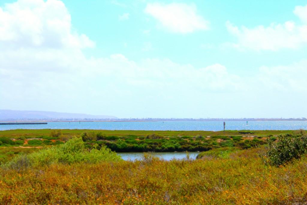 The Living Coast Discovery Center is a small zoo and aquarium educational facility located on the San Diego National Wildlife Refuge, Sweetwater Marsh Unit. The interactive nature center focuses on animals native to the San Diego Bay such as stingrays and sea turtles. They offer field trips for school groups, homeschoolers and scout troops all year round.