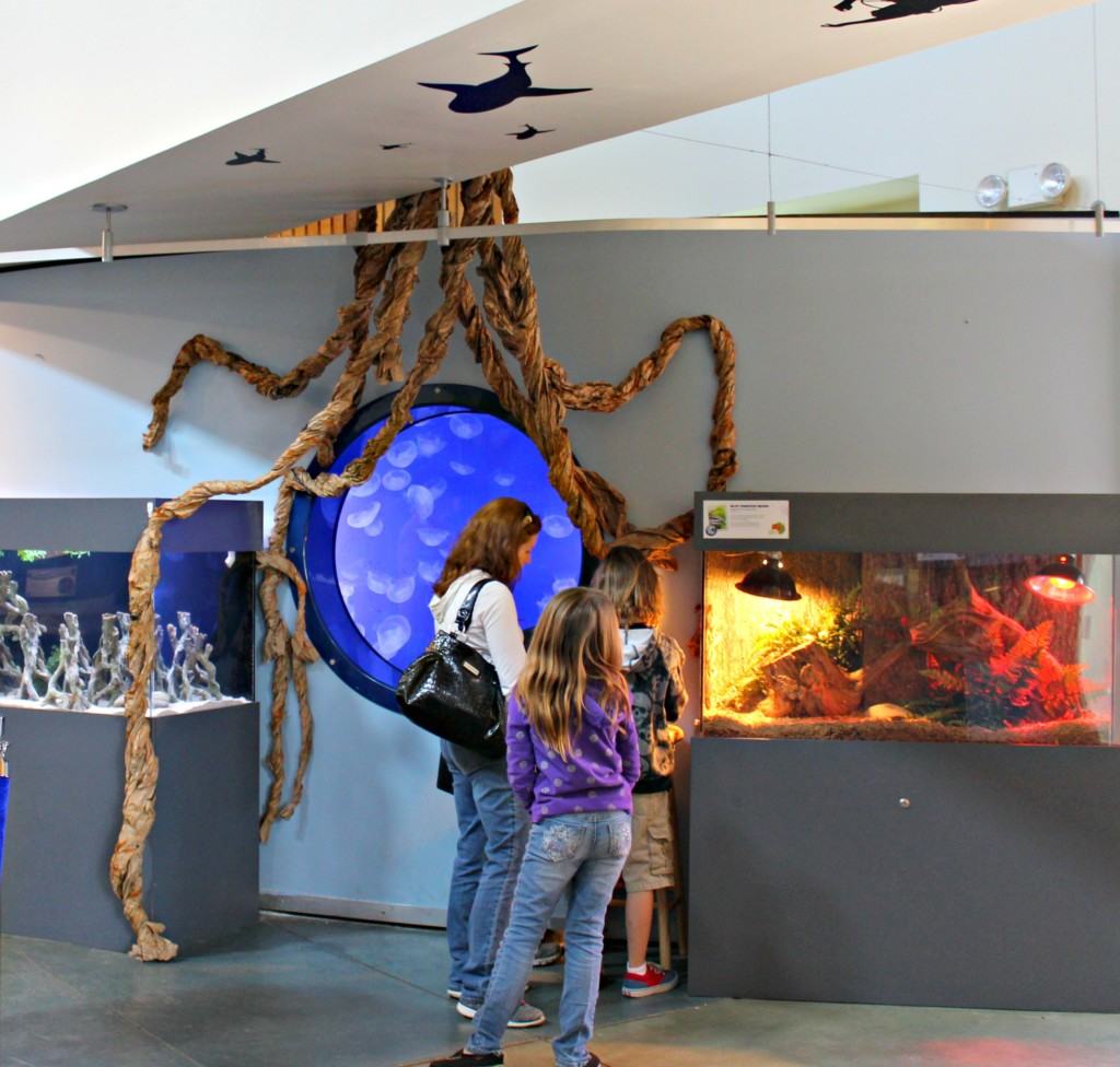 The Living Coast Discovery Center is a small zoo and aquarium educational facility located on the San Diego National Wildlife Refuge, Sweetwater Marsh Unit. The interactive nature center focuses on animals native to the San Diego Bay such as stingrays and sea turtles. They offer field trips for school groups, homeschoolers and scout troops all year round.