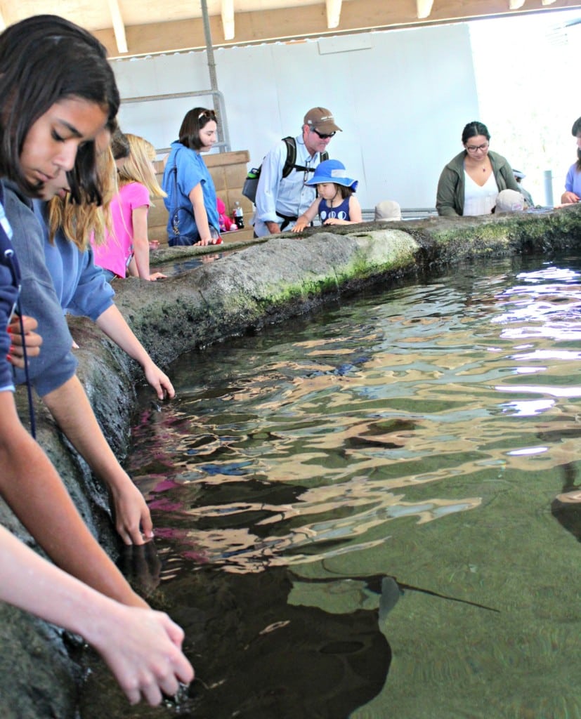 The Living Coast Discovery Center is a small zoo and aquarium educational facility located on the San Diego National Wildlife Refuge, Sweetwater Marsh Unit. The interactive nature center focuses on animals native to the San Diego Bay such as stingrays and sea turtles. They offer field trips for school groups, homeschoolers and scout troops all year round.