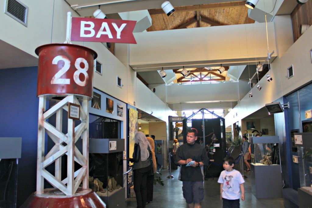 The Living Coast Discovery Center is a small zoo and aquarium educational facility located on the San Diego National Wildlife Refuge, Sweetwater Marsh Unit. The interactive nature center focuses on animals native to the San Diego Bay such as stingrays and sea turtles. They offer field trips for school groups, homeschoolers and scout troops all year round.