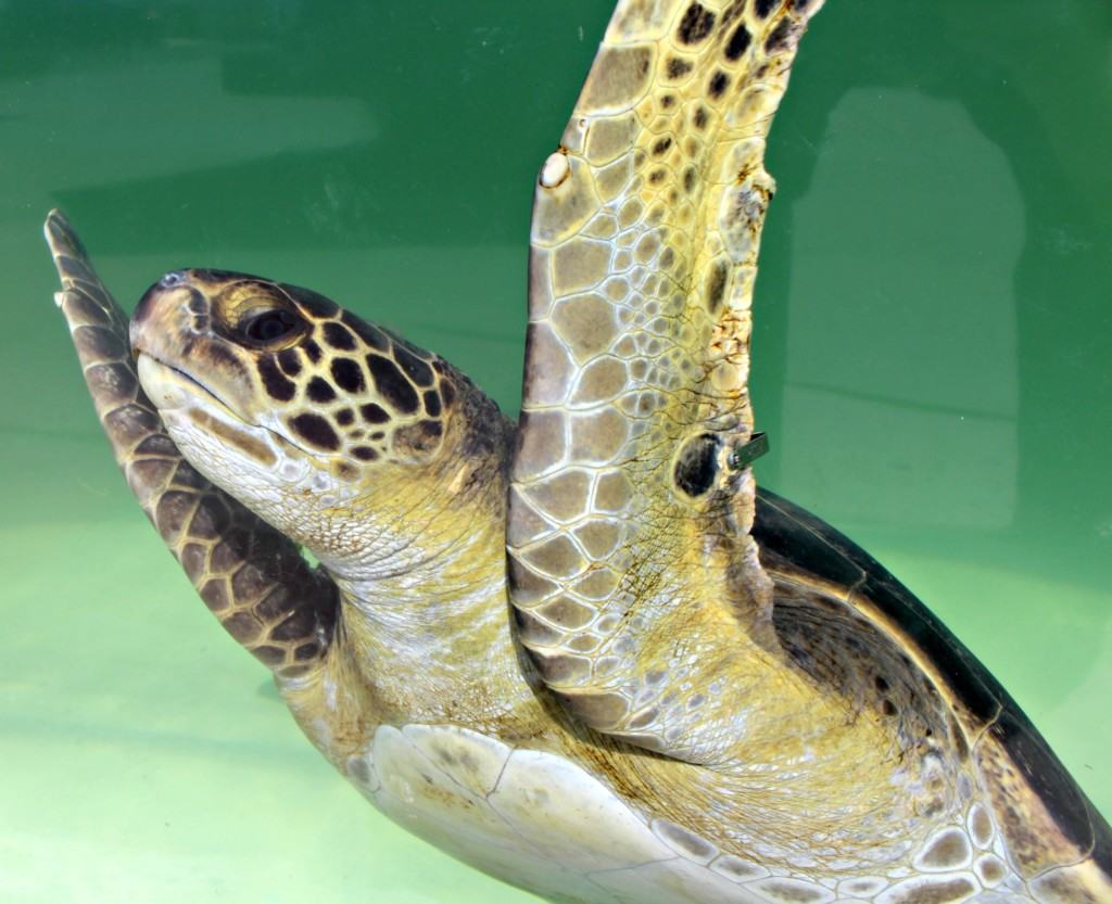 The Living Coast Discovery Center is a small zoo and aquarium educational facility located on the San Diego National Wildlife Refuge, Sweetwater Marsh Unit. The interactive nature center focuses on animals native to the San Diego Bay such as stingrays and sea turtles. They offer field trips for school groups, homeschoolers and scout troops all year round.