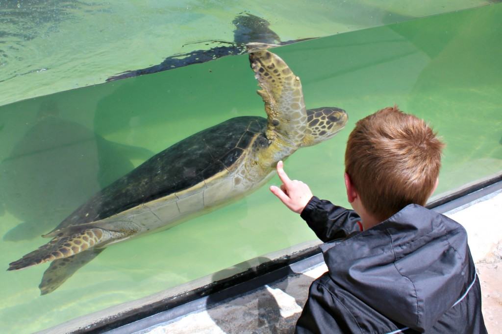 The Living Coast Discovery Center is a small zoo and aquarium educational facility located on the San Diego National Wildlife Refuge, Sweetwater Marsh Unit. The interactive nature center focuses on animals native to the San Diego Bay such as stingrays and sea turtles. They offer field trips for school groups, homeschoolers and scout troops all year round.